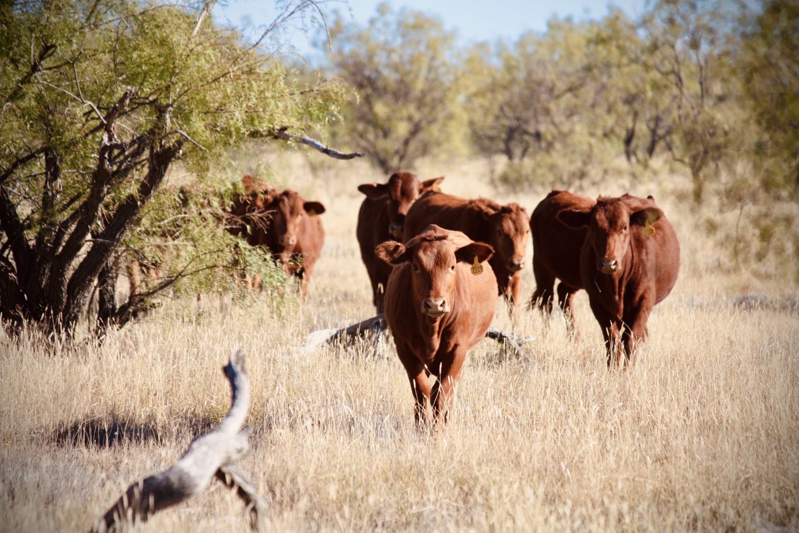 Lorenzo Lasater - IMG_0230 Herd of red cattle grazing in a sunlit pasture with scattered trees and dry grass, showcasing rural livestock farming.